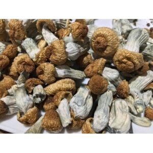 psychedelic mushrooms for sale in oakland california