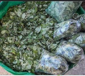 buy coca leaves
